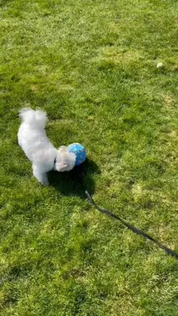 Cute dog