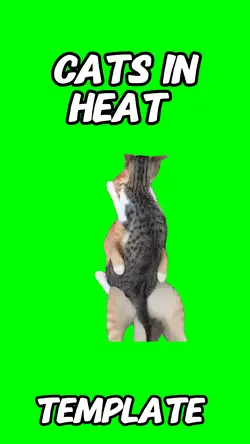 Cats in Heat 