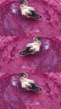 Duckkkk 🦆🦆