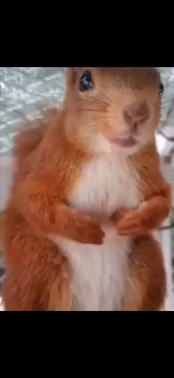 Squirrel meme