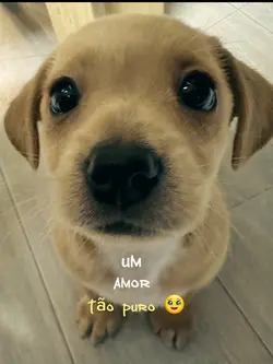 Um amor tão puro