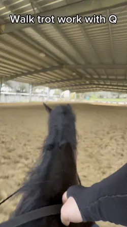 Walk trot work