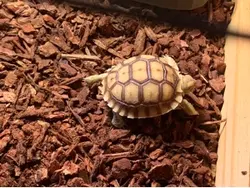 Make 🐢 win pls