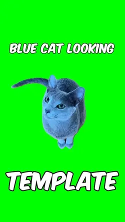 Blue cat looking