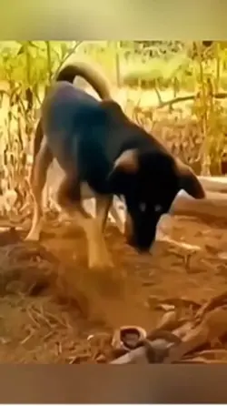 Animais 