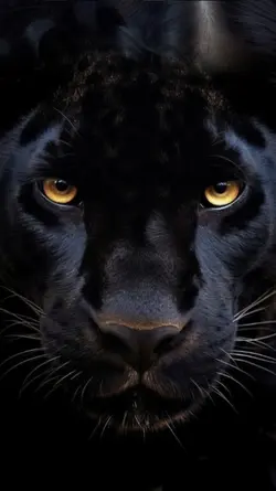 Panther effect. 