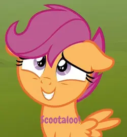Schootaloo!