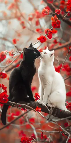 cat love 