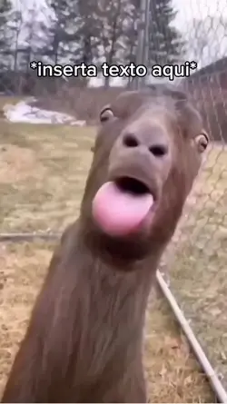 Llama sacando lengua