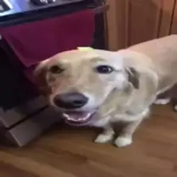 Butter dog