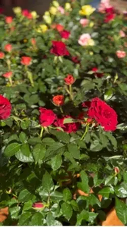 Flores 