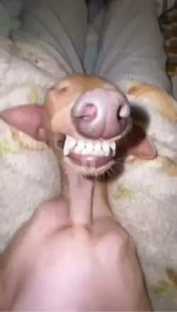 Sleeping dog 