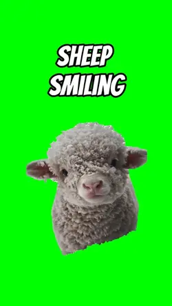 Sheep smiling. 