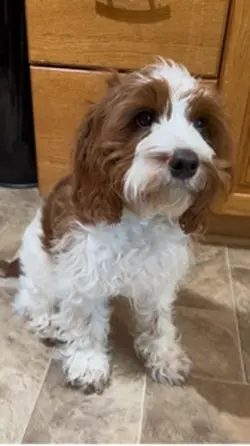 Cavapoo Puppy perfec