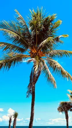 Miami trip