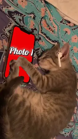 Cat Love