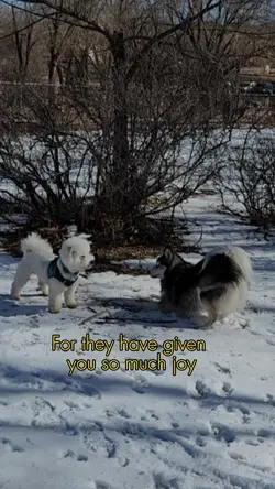 Love your pet