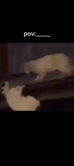 lion king irl