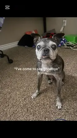 Goodbye Maxie