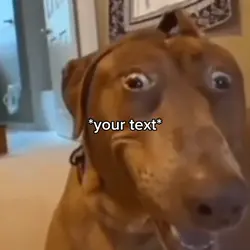 Dog stare