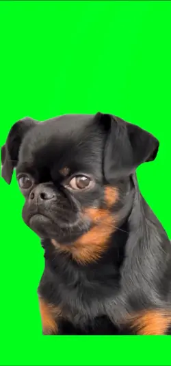 Dog Adele