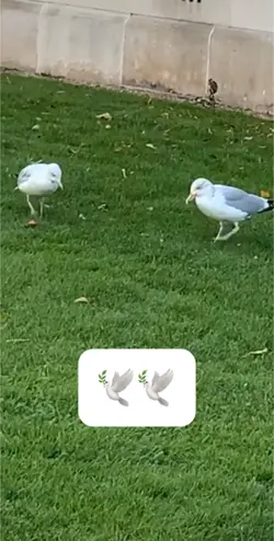 Two dancing seagulls