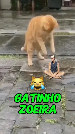 Meme gatinho