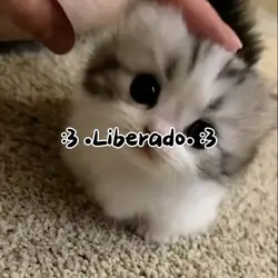 hermoso