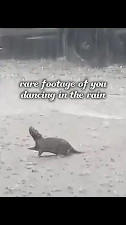 rat dancing in rain