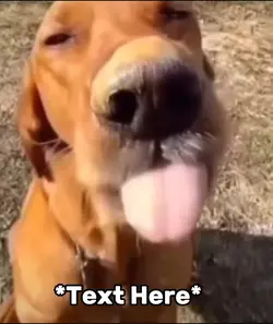 Licking dog meme