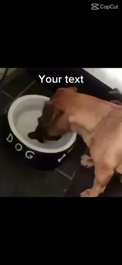 Dumb dog 