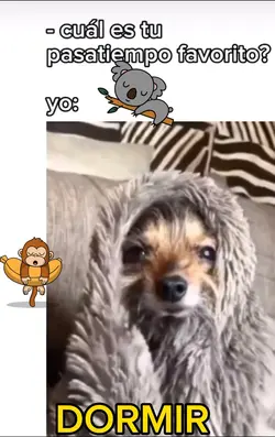 Perro