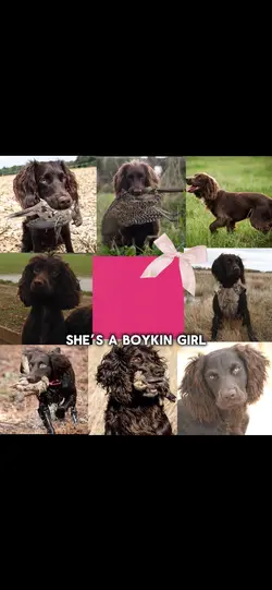 Boykin spaniel 💋