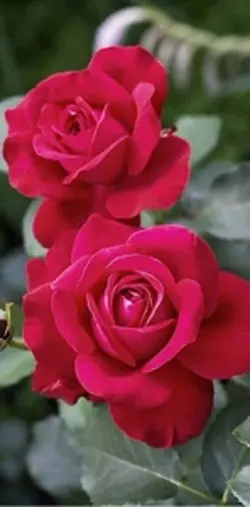 temerarios 