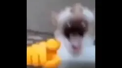 Cat 🐈 