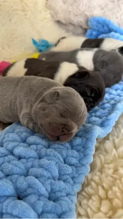 Love puppies