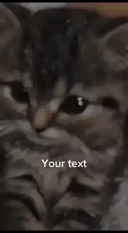 Crying cat meme