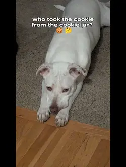 Who took the cookie 