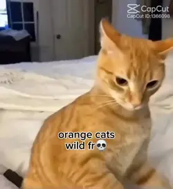 orange tabbys fr