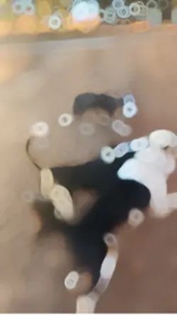 Dog template 