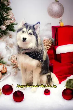 Grace Christmas 