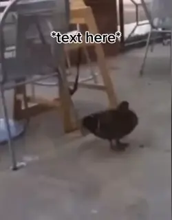 Taco bell duck |