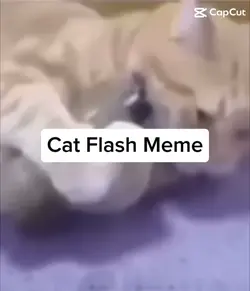 Cat Flash Meme