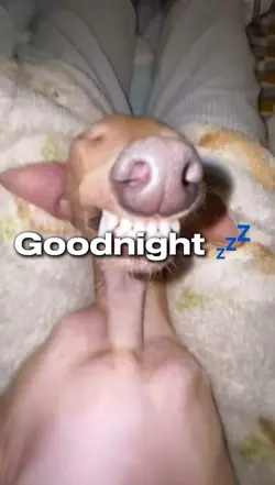 Night