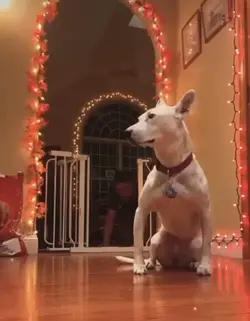 R. I. P DOG THO-