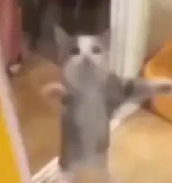 YIPPE YIPPEE YIPPEE
