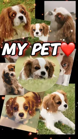 My Pet