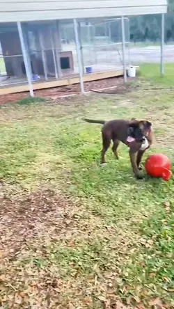 puppy play time