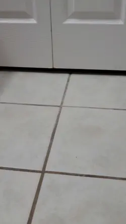 my cat