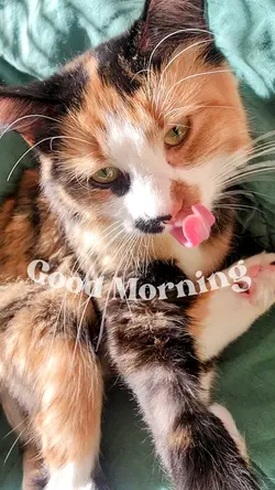 Good Morning